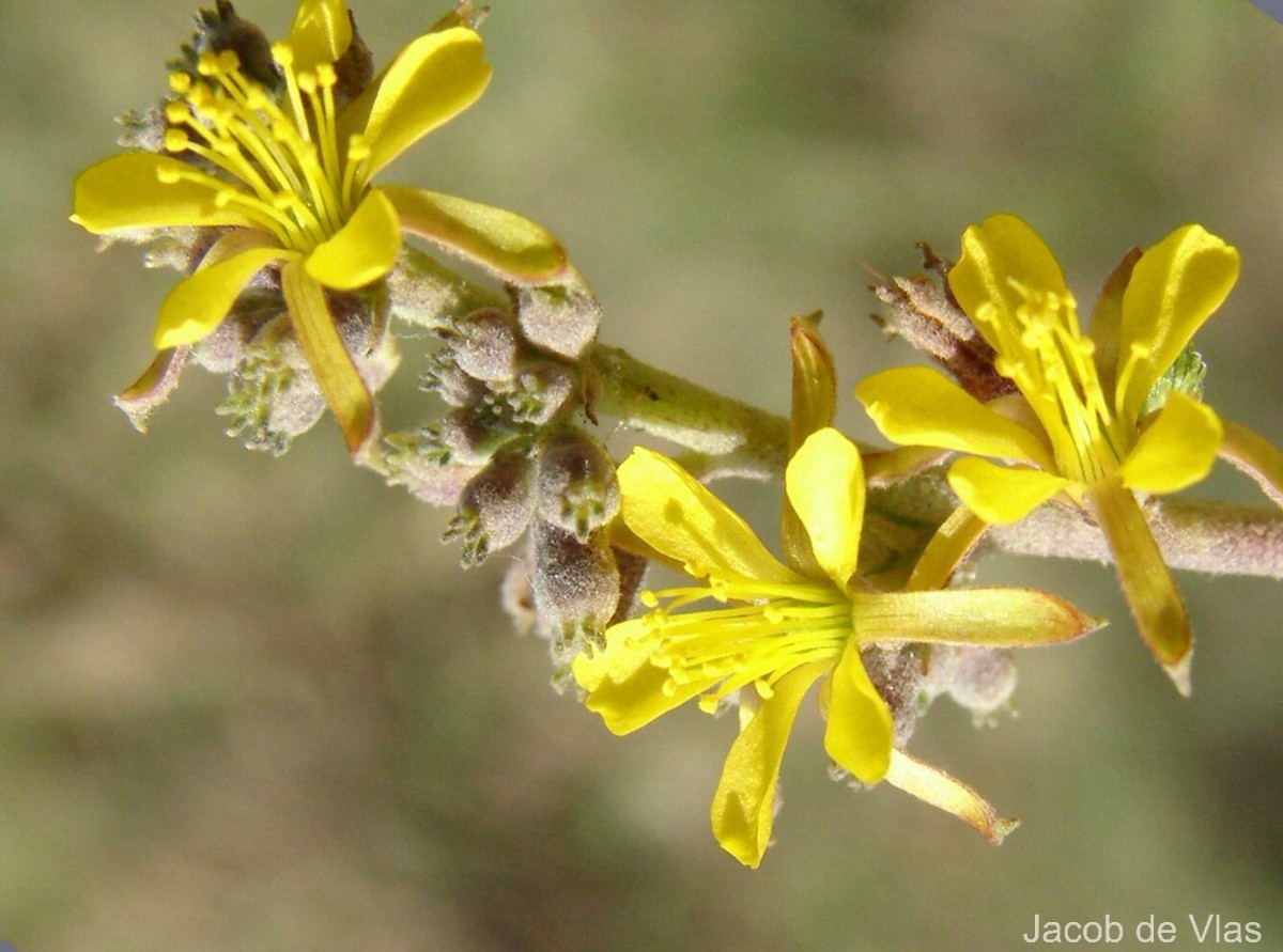 Triumfetta glabra Spreng.